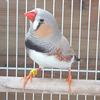 DIY R16U Bird Clip Ring Plastic Foot Rings Colorful Birds Acacia Canary All kinds of Bird  100 Pcs/Set