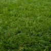 Artificial Grass PP & PE