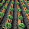 2/5/10Pcs Strawberry Support Stands with 3 Sturdy Legs Strawberry Growing Racks Berries Growing Frame Holder for Garden Homegrow