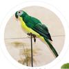 2x Realistic Macaw Parrot Artificial Animal Ornament Toy White
