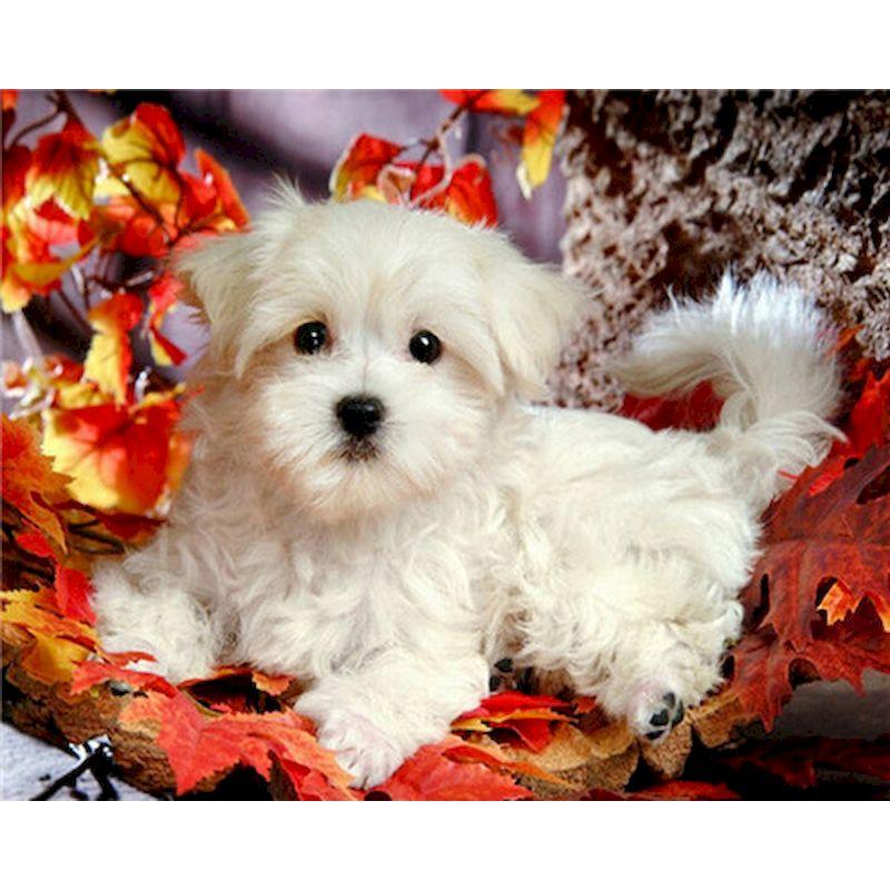 5D Diy Diamond Painting Kit Dog Animal Cross Stitch Embroidery Set Full Rhinestone Mosaic Home Decoration Picture