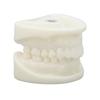 Tooth Model Educational Simulation White Corundum Dental Model for Teaching Study Supplies