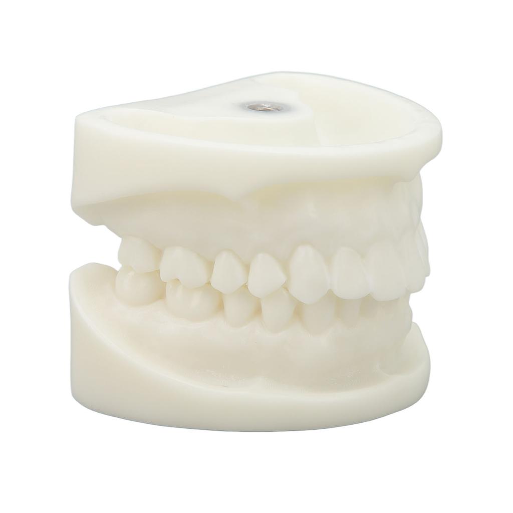 Tooth Model Educational Simulation White Corundum Dental Model for Teaching Study Supplies