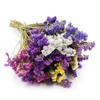 Zatrwian ząbkatý - Limonium Sinuatum - Mix