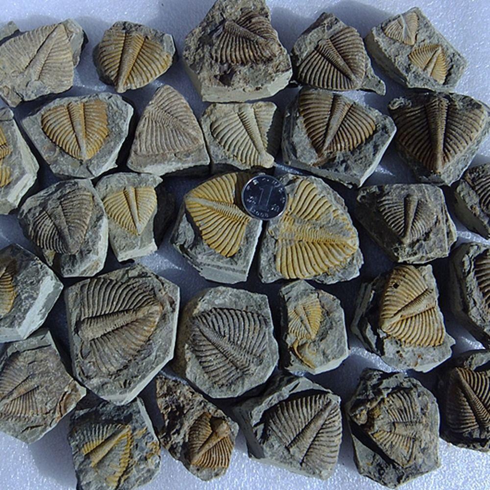 Three-leaf Worm Original Stone Marine Life Stones Crafts Natural Trilobite Tail  Raw Specimen