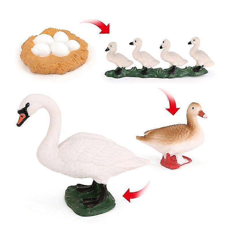 4 PCS Goose Farm Animal Life Cycle Model Simulation Animal Growth Cycle Figure Figurine Set Kid Toy