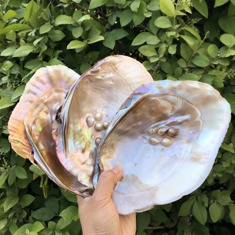 Natural Seashells and Freshwater Pearls for Home Decor, Aquariums, and Creative Crafting