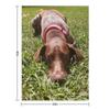 Summer Days with a Sharp-eyed Companion: A German Shorthair Pointer On the Hunt Throw Blanket Decorative Sofas Blankets
