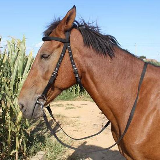 Adjustable Horse Bridle & Harness Set with Water Bridle, Bit & Handmade Reins - Equestrian Gear