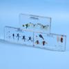 Lifecycle Of Frog/Silkworm/Leaf Butterfly Development Paperweight Specimens In Clear Resin For Science Education