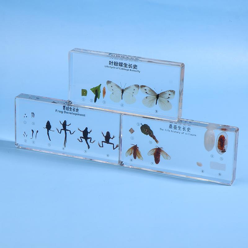 Lifecycle Of Frog/Silkworm/Leaf Butterfly Development Paperweight Specimens In Clear Resin For Science Education