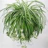 Faux Hanging Ivy Wall Art With Realistic Leaf Design For Living Room Decor