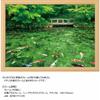 500 Piece Jigsaw Puzzle Dancing Color Monet's Pond (Gifu Prefecture) (38x53cm)