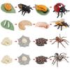 Animal Growth Cycle Models: Chicken, Duck, Goose, Butterfly, Turtle, Frog Montessori Teaching Figurines