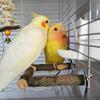 Wooden Parrot Toy, Apple Wood Parrot Stand, Perch, Wooden Bird Drinking U-shaped Water Bottle Stand, Food Bowl, Solid Wood Stand