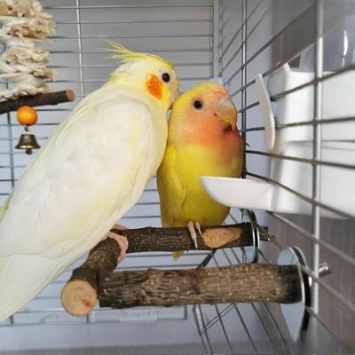 Wooden Parrot Toy, Apple Wood Parrot Stand, Perch, Wooden Bird Drinking U-shaped Water Bottle Stand, Food Bowl, Solid Wood Stand