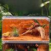 Reptile – Terarii pentru reptile