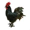 Simulation Model Artificial Animal Statue for Kitchen And Farm