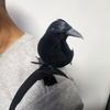 Yousheng Halloween Black Feathered Crow Lifesize Realistic Raven Prop Handmade Artificial Birds Model for Indoor Outdoor Halloween Party Decor