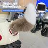 Electric Wagging Tail for Car USB Rechargeable Fox Tail Decoration with Remote Control