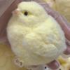 Handmade Chick Stress Relief Toy Pocket Size Ultra Soft Chick Squeeze Fidget Toy Anxiety Release Chick Pinch Sensory Toy Easter Stuffers