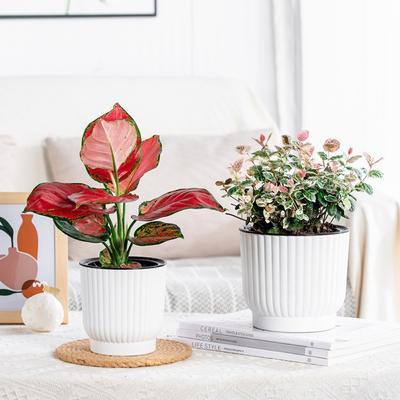 Nível de Água Visível Vaso de Flores Auto-irrigante de Plástico Vasos para Hidroponia