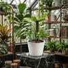 Plant Support Stakes for Climbing Plants Made from Long-Lasting Plastic Suitable for Soil Burial and Continuous Outdoor Exposure
