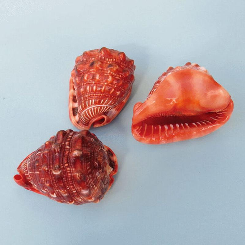 Murex Pecten Shell Natural – 10-13cm Sea Snail Conch Coral For Home Decor, Aquarium, Ornament Large Fish Tank Decor - Foto miniatura 11