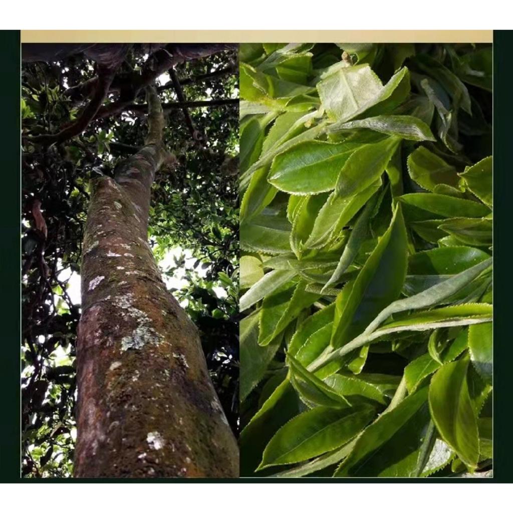 Premium Quality Yunnan Teng Tiao Loose Leaf Raw Pu'er Tea 500g Healthy Drink