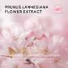 Sakura Peeling Nose Mask Deep Cleansing Oil-Control Shrink Pores Blackhead Removed Tear Off Mask Improve Roughness Skin Care