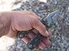 High performance Gerber suspension G1471 multi-pliers
