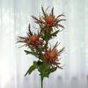 Nordic Ins Style 3-Head Foreign Parsley Imitation Flowers Home Decoration Wedding Photography Soft Decor Design Flowers
