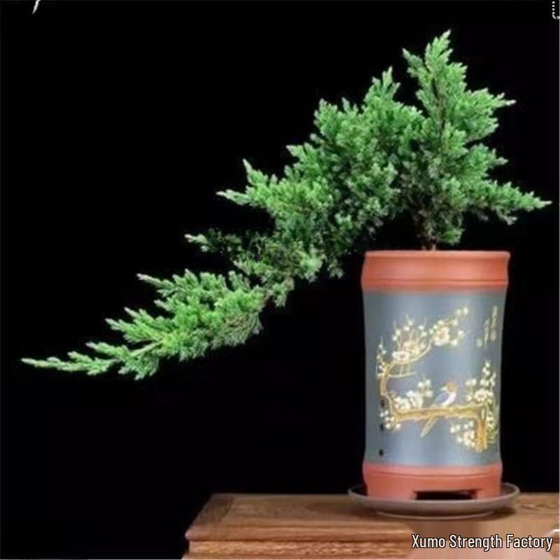 Potted Pine Bonsai for Indoor Living Room - Real Tree Landscape Decoration