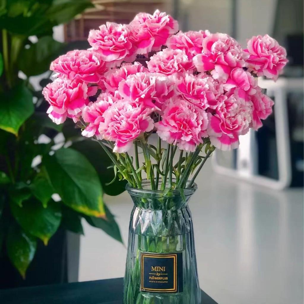 Carnation Fresh Cut Flowers for Teacher's Day, Women's Day, Family Arrangements, and Goddess Day Gifts.