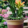 Plant Emitter Drip Ring With Support Hydro Halo Water Ring Plants Watering System Home Gardening Tool for Root Irrigation