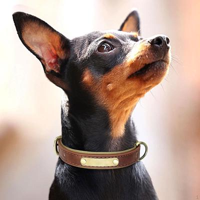 Customizable Dog Necklace with Engravable Nameplate Adjustable Engraved ID Tag Custom Name