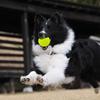 Durable 6.5cm Rubber Ball For Pets Bright Green And Orange