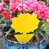 20Pcs Flying Gnat Catcher Insect Dual Sided Yellow Sticky Trap Indoor Outdoor