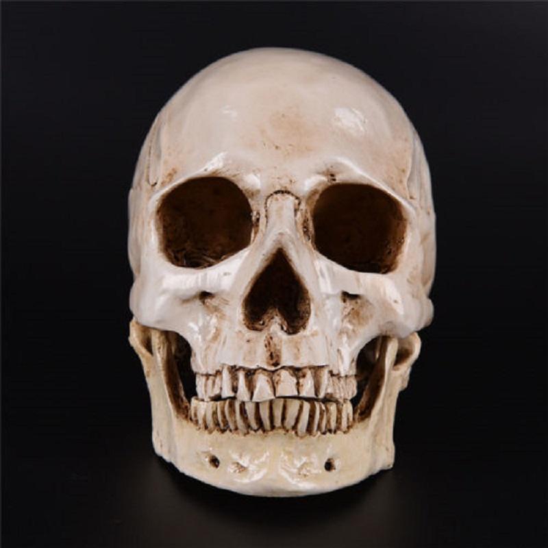 Realistic Life Size Human Anatomy White Resin Replica Skull For Halloween Decor