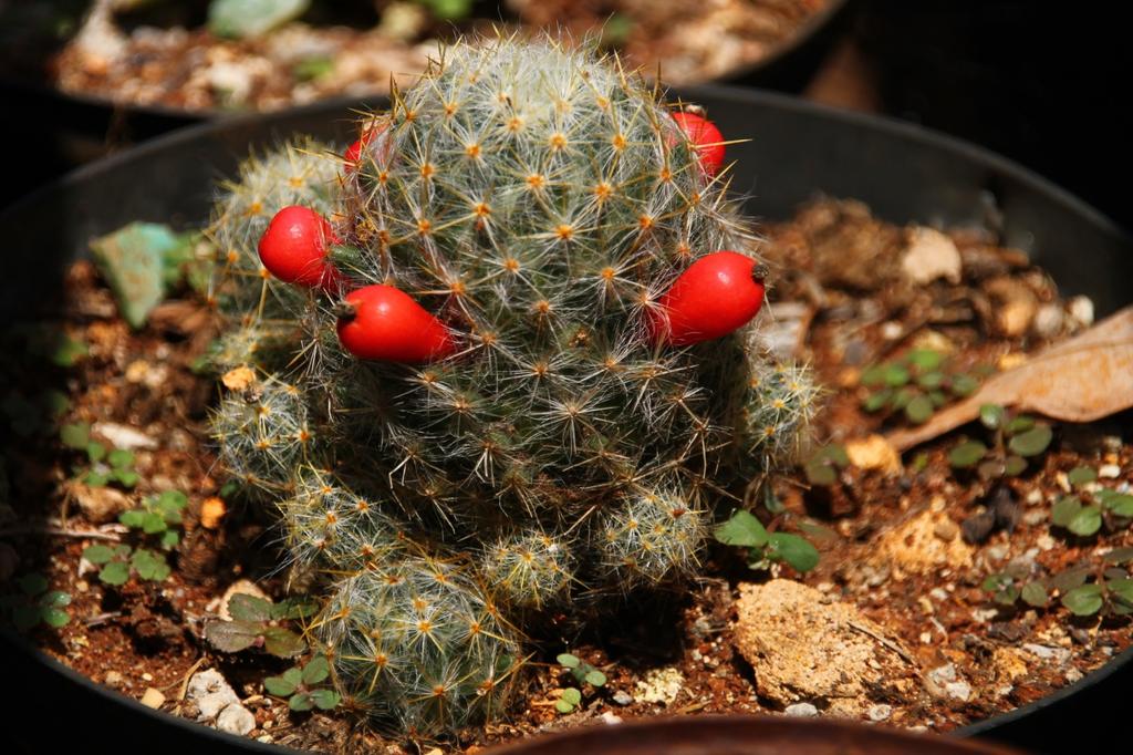 SAFLAX Garden In the Bag - Mammillaire Mix - 40 Seeds - With Substrate In a Fitting Stand Up Bag - Mammilaria Mix