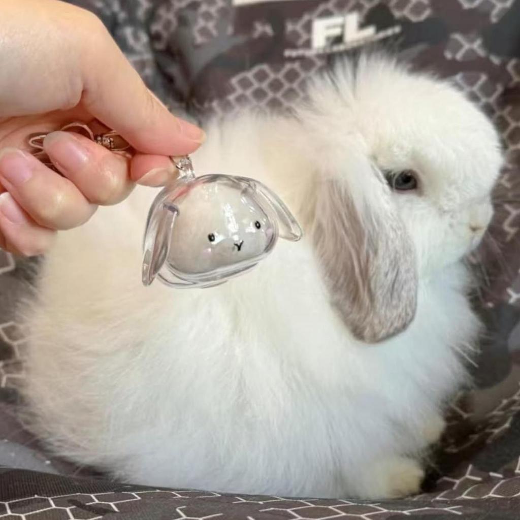 Pet Hair Memorial Keepsake 4 Pieces Cat Hair Storage Bottle Bunny Shape Transparent Container for Daily Wear Home Ceremony