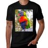 Rainbow Lorikeet Tshirt Plus Size Gym Sports Tshirt