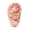 13cm-18cm Ear Acupoint Reflex Zone Model for Acupuncture and Meridian Therapy