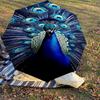 1pc peacock feathers Automatic Open/Close Umbrella with Windproof, 8-Rib Sturdy Canopy, Durable Ribs, Fashionable Design1248A