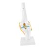 PVC Human Knee Joint Model Anatomical Shape Patella Model  Anatomy Reference