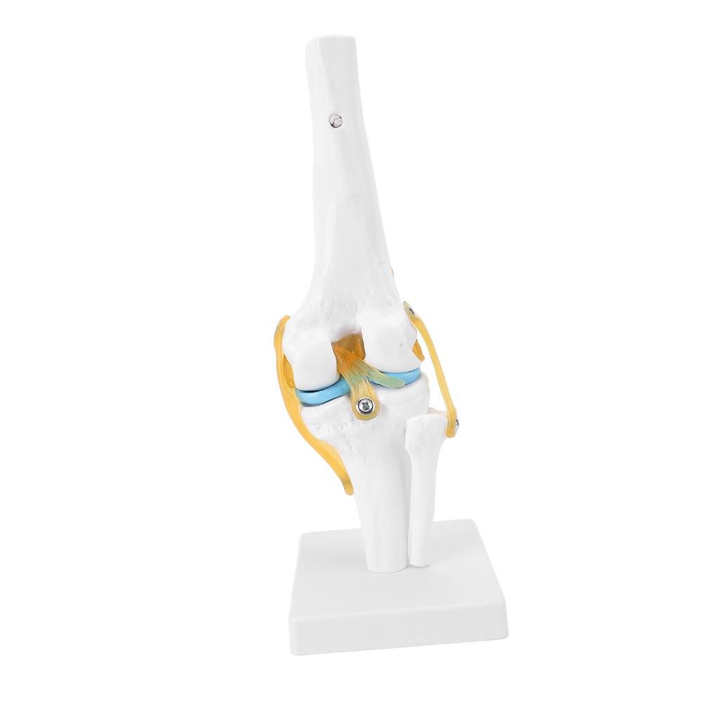 PVC Human Knee Joint Model Anatomical Shape Patella Model Anatomy Reference