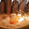 1Pcs Creative and Lifelike Egg Shaped PVC Tabletop Decoration Dog and Egg Alliance Decorations Fun Christmas Gifts