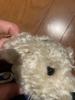 [USED] Steiff Teddy Bear Berliner Schutzmann