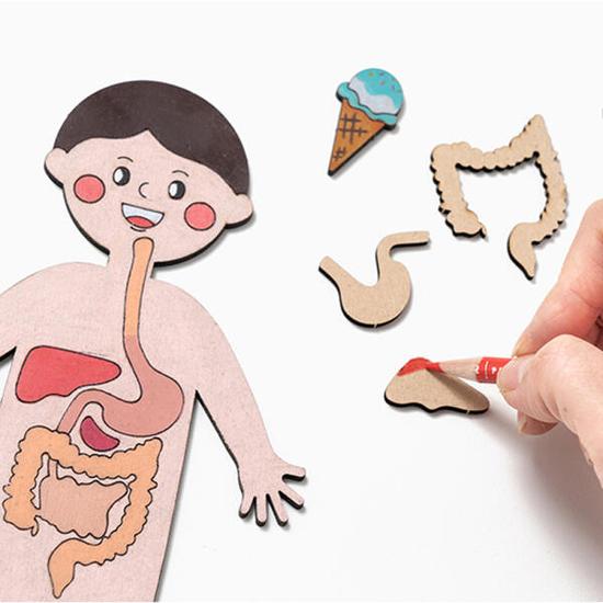 Artbox/Claypia 186 Minhwa Shop Interesting Human Body Map