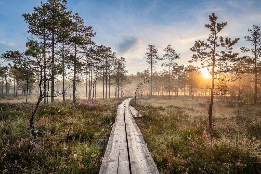 Photomural Wooden Path In The Forest Washable Fleece 416x254